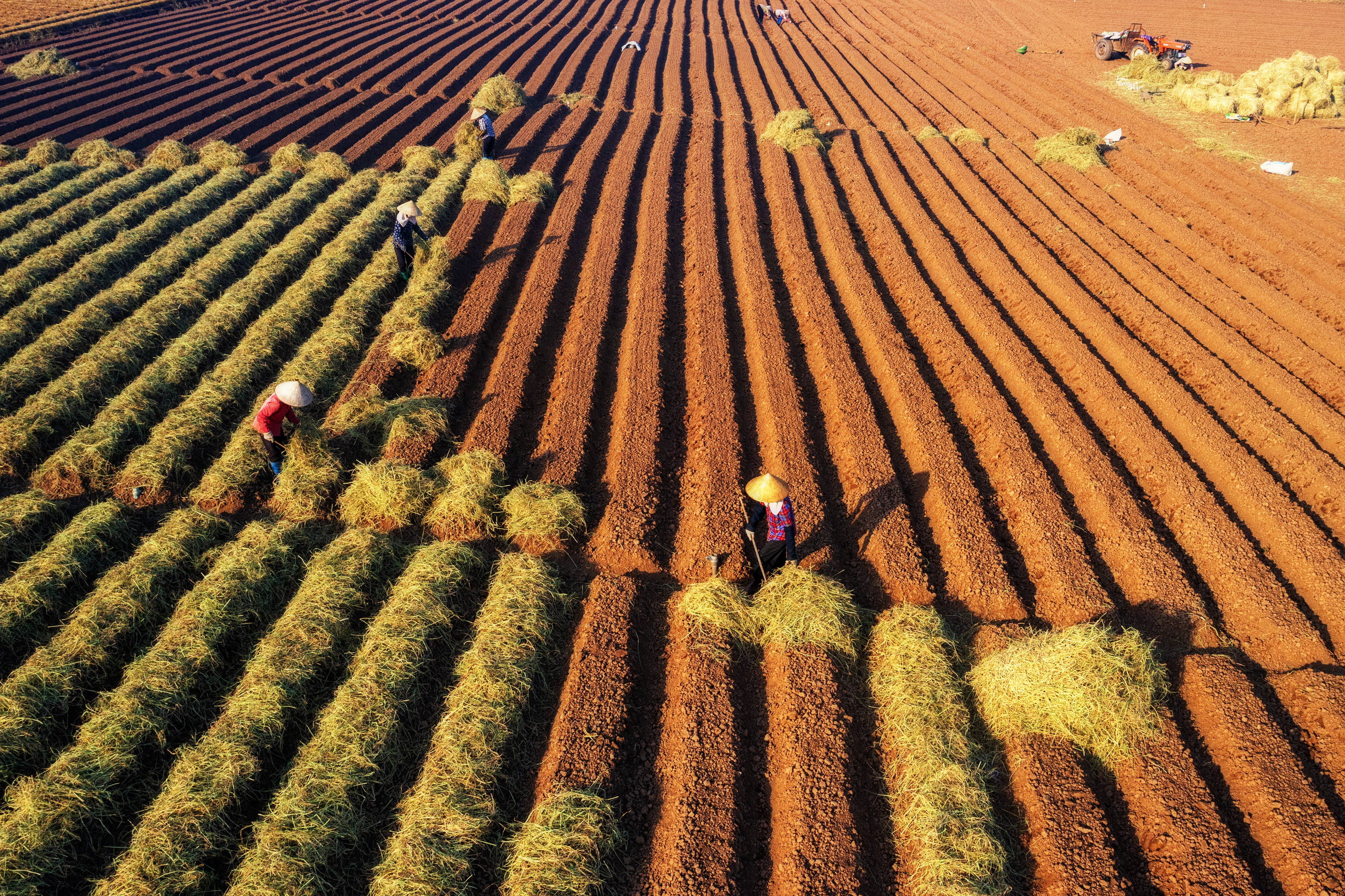 Tác phẩm “Áp dụng mô hình KTTH trong nông nghiệp trên cánh đồng cà rốt” - Tác giả Đinh Hải Ngọc (Hà Nội) - Giải Nhì